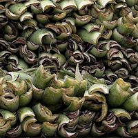 فروش پاجوش آلوئه ‌ورا عمده