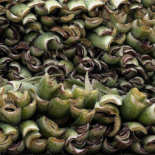 فروش پاجوش آلوئه ‌ورا عمده