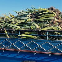 خرید پاجوش آلوئه‌ ورا ارزان