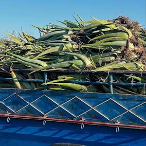 پرشیا آلوئه ورا خرید پاجوش آلوئه‌ ورا ارزان