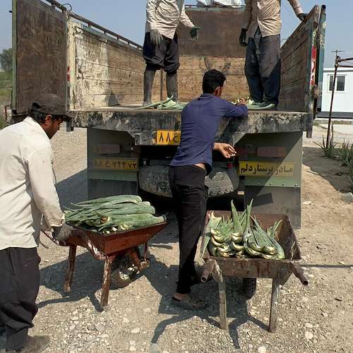 فروش پاجوش آلوئه ‌ورا در هرمزگان