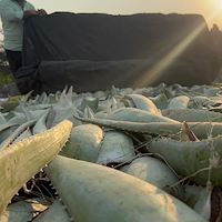 خرید پاجوش آلوئه‌ ورا از تولیدکننده