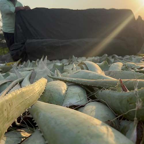 خرید پاجوش آلوئه‌ ورا از تولیدکننده