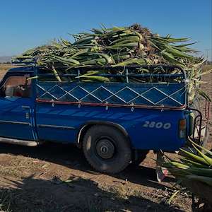 پرشیا آلوئه ورا پاجوش آلوئه ‌ورا اصلاح‌شده