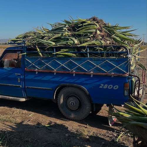 پاجوش آلوئه ‌ورا اصلاح‌شده