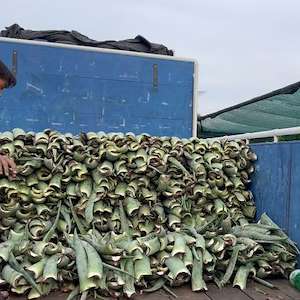 پرشیا آلوئه ورا فروش آلوئه‌ ورا عمده