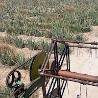 تولید آلوئه‌ ورا عمده