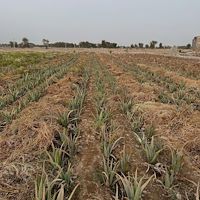 تولیدکننده آلوئه ‌ورا در ایران