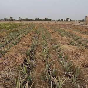 پرشیا آلوئه ورا تولیدکننده آلوئه ‌ورا در ایران