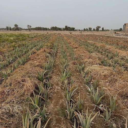 تولیدکننده آلوئه ‌ورا در ایران