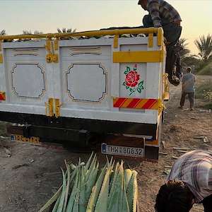 پرشیا آلوئه ورا خرید آلوئه‌ ورا عمده بدون واسطه