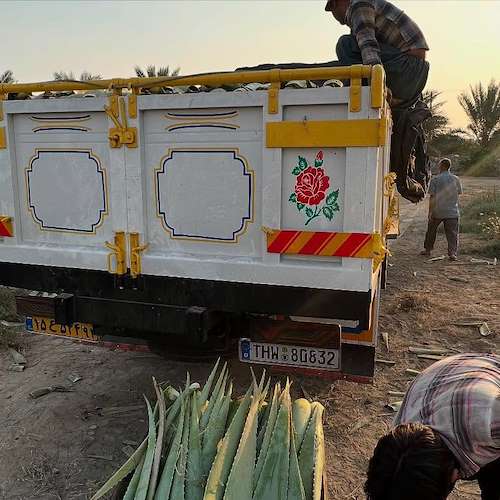 خرید آلوئه‌ ورا عمده بدون واسطه