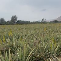 تولید آلوئه‌ ورا در هرمزگان