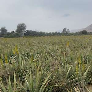 پرشیا آلوئه ورا تولید آلوئه‌ ورا در هرمزگان