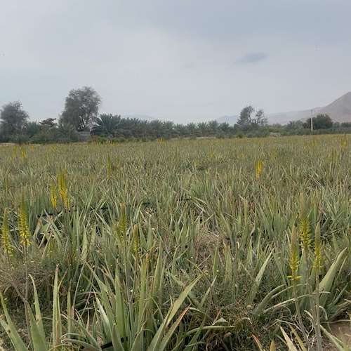 تولید آلوئه‌ ورا در هرمزگان