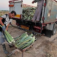 فروش آلوئه‌ ورا برای صادرات