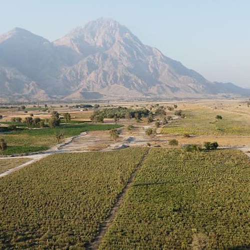 تولید و فروش آلوئه‌ ورا ایرانی