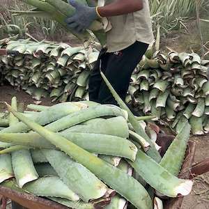 پرشیا آلوئه ورا آلوئه‌ ورا عمده قیمت مناسب