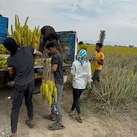 مرکز فروش آلوئه‌ ورا ایران