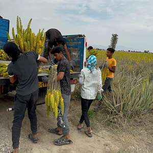 پرشیا آلوئه ورا مرکز فروش آلوئه‌ ورا ایران