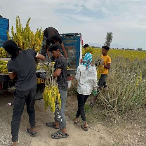 مرکز فروش آلوئه‌ ورا ایران