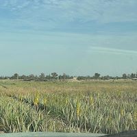 خرید آلوئه ‌ورا جنوب