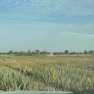 پرشیا آلوئه ورا خرید آلوئه ‌ورا جنوب