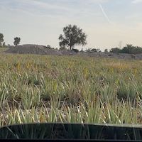 آلوئه‌ ورا باربادنسیس ایرانی