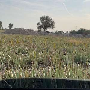 پرشیا آلوئه ورا آلوئه‌ ورا باربادنسیس ایرانی