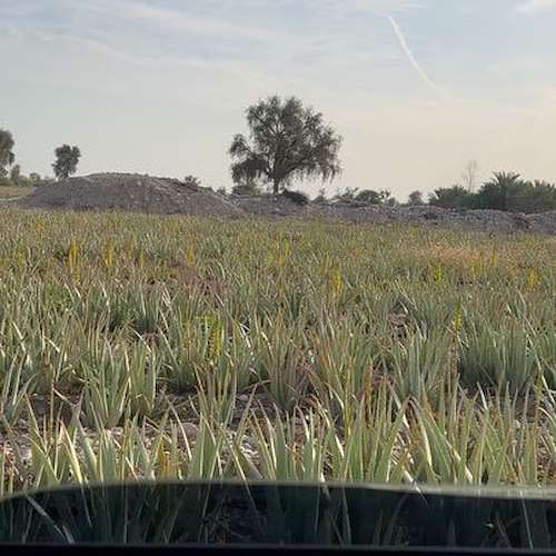 آلوئه‌ ورا باربادنسیس ایرانی