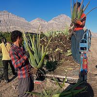 فروش مستقیم آلوئه‌ ورا کشاورز