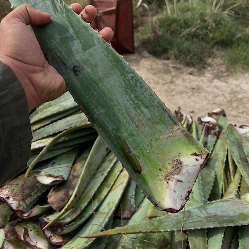 خرید آلوئه‌ ورا تازه از مزرعه