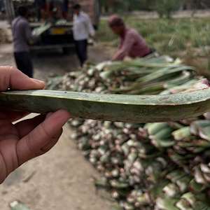 پرشیا آلوئه ورا پاجوش آلوئه ‌ورا جنوب کشور