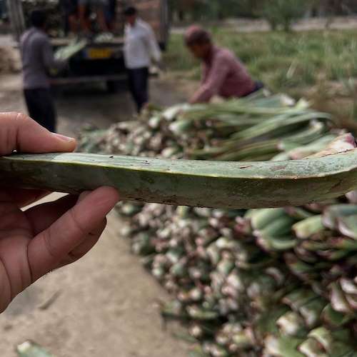 پاجوش آلوئه ‌ورا جنوب کشور