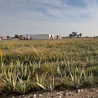 تولید آلوئه ‌ورا باربادنسیس ایران