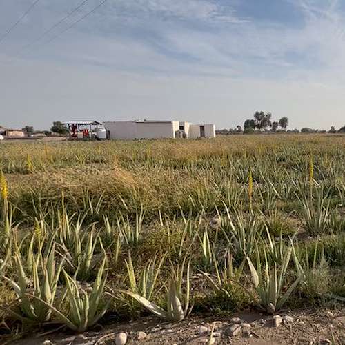 تولید آلوئه ‌ورا باربادنسیس ایران