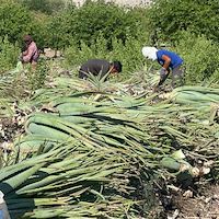 خرید آلوئه ‌ورا برای کاشت تجاری