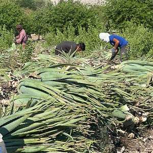 پرشیا آلوئه ورا خرید آلوئه ‌ورا برای کاشت تجاری