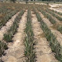 پرشیا آلوئه‌ ورا هرمزگان | فروش مستقیم آلوئه ‌ورا