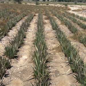 پرشیا آلوئه ورا پرشیا آلوئه‌ ورا هرمزگان فروش مستقیم آلوئه ‌ورا