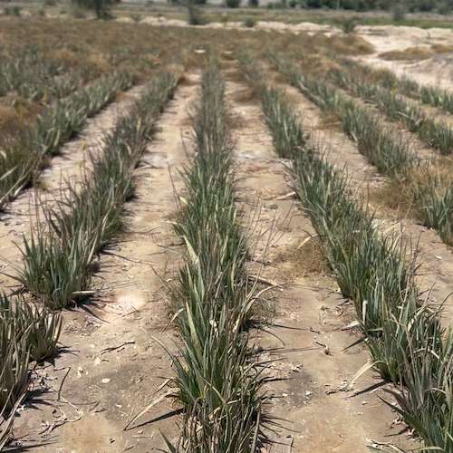 پرشیا آلوئه‌ ورا هرمزگان | فروش مستقیم آلوئه ‌ورا