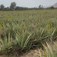 پرشیا آلوئه ‌ورا | قیمت روز آلوئه ‌ورا و پاجوش