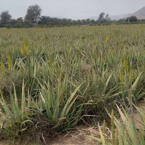 پرشیا آلوئه ‌ورا | قیمت روز آلوئه ‌ورا و پاجوش