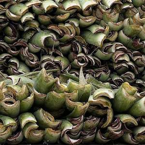 پرشیا آلوئه ورا پرشیا آلوئه ‌ورا خرید عمده آلوئه ‌ورا از تولیدکننده