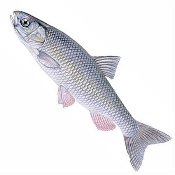 ماهی سفید گندمک