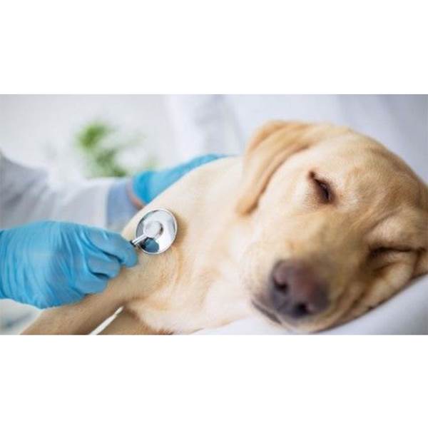 بیمارستان تاییدیه گواهی سلامت حیوانات