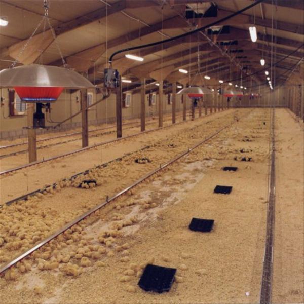 گرماسازان پارس سیستم گرمایش سقفی صنعت مرغداری