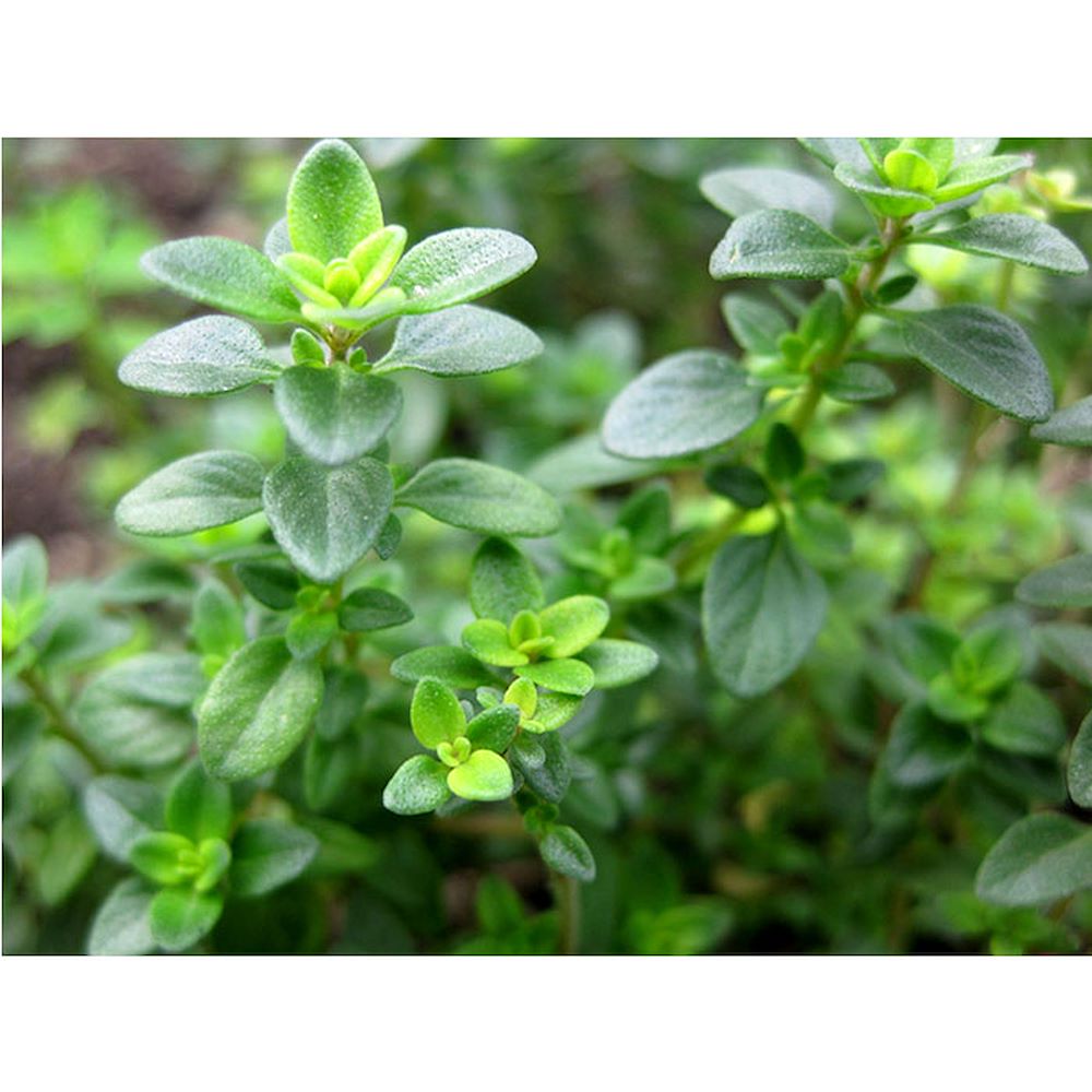 خرید گالنی عرق آویشن