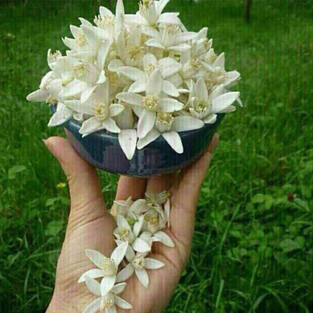 خرید اینترنتی عرق بهار نارنج